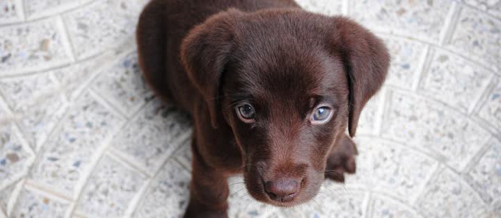 Puppy resting on a clean floor